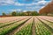 Spring tulip fields in Holland, flowers in Netherlands