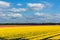 Spring tulip fields in Holland, flowers in Netherlands