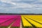 Spring tulip fields in Holland, flowers in Netherlands