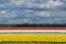 Spring tulip fields in Holland, flowers in Netherlands