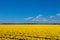 Spring tulip fields in Holland, flowers in Netherlands