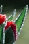 Spring tulip flower buds close up with dew drops. Artistic silvery light and shadows contrast