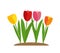 Spring Tulip Flowers Background Vector Illustration