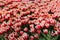 Spring Tulip Flowers - Field of Amazing Pink Tulip Flowers on a Spring Festival