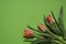 Spring tulip flowers on green background. Top view composition. Pastel colors