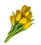 Spring tulip flowers isolated without shadow clipping path