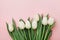 Spring tulip flowers on pink background top view in flat lay style. Greeting for Womens or Mothers Day.