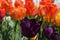 SPRING TULIP violet BRIGHT MOOD