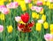 Spring tulips and butterfly