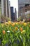 Spring tulips in the city