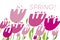 Spring tulips color vector illustration