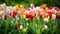 Spring tulips colorful field