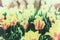 Spring Tulips and Daffodils - Retro
