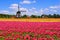 Spring tulips and Dutch windmills