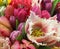 Spring tulips. floral tulip arrangement, fringed tulip Fancy Frills