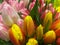 Spring tulips floral tulip bunch with pink white tulips and Orange red flower heads