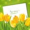 Spring Tulips Flower Background