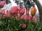 Spring tulips in full bloom, Tulip Festival in Turkey