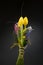 Spring tulips, hyacinth