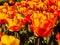 Spring tulips panoramic colorful flowerbed.