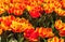 Spring tulips panoramic colorful flowerbed.