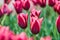 Spring tulips sprouting in field with purple and pink variety