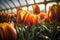 spring tulipsin in morning sunny greenhouse illustration Generative AI