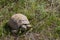 Spring turtle in the grass