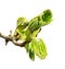 Spring twig of horse chestnut tree
