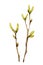 Spring twigs with green buds, pussy willow, apple tree, birch. Hand drawn watercolor illustration close up isolated on