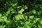 Spring twin lobed green leaves of Gingko Biloba tree