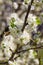 Spring in Ukraine. A bee collects nectar from a fruit cherry tree flower. The concept of the honey industry, a rich harvest.