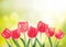 Spring vector, set of red tulip and green grass in sunny bokeh b