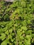 Spring vegetation background.Blackcurrant branches with leaves and flowers