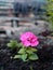 Spring vegetation background.A small young Petunia seedling with a pink flower is planted in the garden