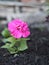 Spring vegetation background.A small young Petunia seedling with a pink flower is planted in the garden
