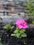 Spring vegetation background.A small young Petunia seedling with a pink flower is planted in the garden