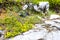 spring vegetation in Verdon, Provence, France