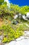 spring vegetation in Verdon, Provence, France