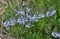 In the spring, the Veronica prostrata blooms among the herbs