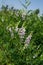 Spring vetch (Vicia sativa L.)