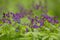 The spring vetchling Lathyrus vernus blooming in purple flowers