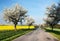 Spring view of road with alley of apple tree