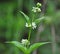 In spring, Vincetoxicum hirundinaria blooms in the forest