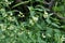 In spring, Vincetoxicum hirundinaria blooms in the forest