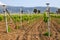 Spring vineyards in Greece. Kos island