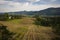 Spring vineyards, Willamette Valley, Oregon