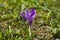 Spring violet crocus