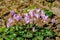 Spring violet Cyclamen flowers in the forest