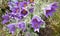 Spring violet flowers. Pulsatilla montana (Hoope) Reichb